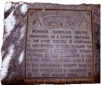 Pioneer Camellia Grove